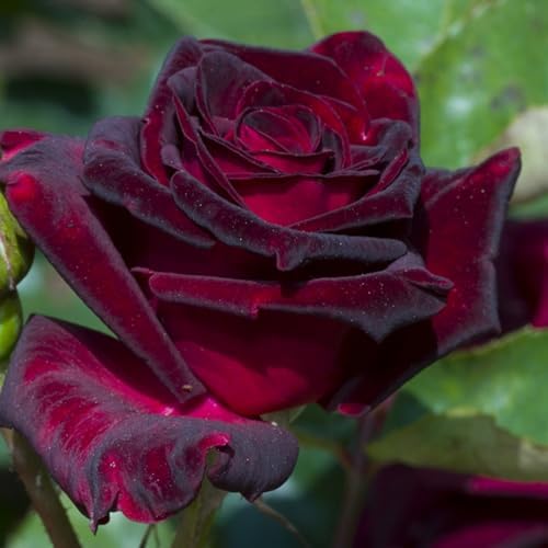 Black Red Rose Climbing Live Starter Plant, Fragrant Rose Trellis 5-9" Tall by GardenNurserySince1996