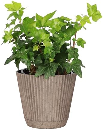 Live Hahn's Green Ivy Plant, Vining Indoor Plant, 4" Pot by ThorsensGreenhouse