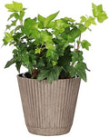 Live Hahn's Green Ivy Plant, Vining Indoor Plant, 4" Pot by ThorsensGreenhouse