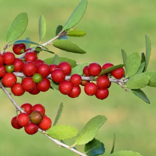 Upright Yaupon Holly Bush Live Plant, Hedge Shrub Plant, 4-6 Inch Tall - Image 6