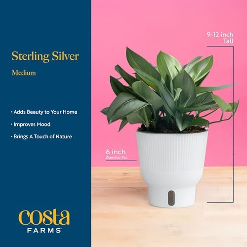 Costa Farms Sterling Silver Scindapsus, Live Indoor Plant, Easy Care - Image 4