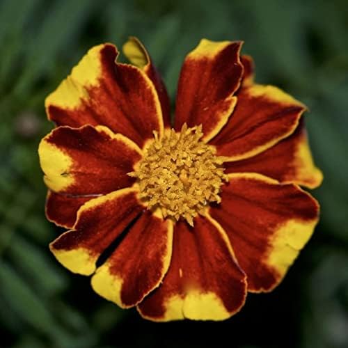 200 Pcs Mixed Marigold Seeds Flower to Plant Bonsai Home Decor - Image 4
