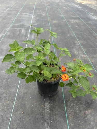 Red Lantana Live Plant, 1 Gallon, Flowering Perennial Ground Cover - Image 3