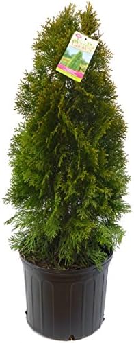 Live Plant Green Promise Farms, Thuja occidentalis 'Smargd' Emerald Green Arborvitae #3 Size Container, Evergreen - Image 4