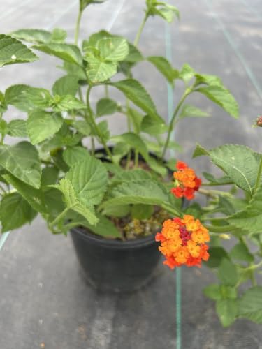 Red Lantana Live Plant, 1 Gallon, Flowering Perennial Ground Cover - Image 2