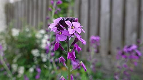 Set of 100 Assorted Valley Green Flower Seed Packets! Flower Seeds in Bulk - 20+ Varieties Included - Image 5