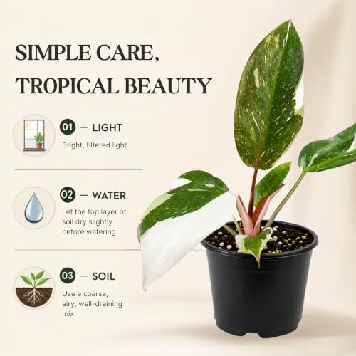 Philodendron Red Anderson Live Plant, 4 Inch Rare Variegated Houseplant - Image 5