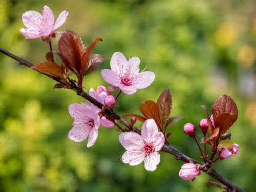 Cherry Myrobalan Plum Tree - 6-12" Tall Live Plant - Image 3