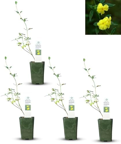 Primrose Jasmine - 4 x 2 inch Cups by DaisyShip