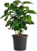 American Plant Exchange Arabica Coffee Real Live Plant, 6" Pot, Flowering Indoor Outdoor Air Purifier, Green Rippled Leaves by AmericanPlantExchange