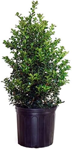 Ilex X rutzan 'Red Beauty' (Holly) Evergreen, #3 - Size Container by GreenPromiseFarms