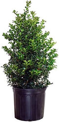 Ilex X rutzan 'Red Beauty' (Holly) Evergreen, #3 - Size Container by GreenPromiseFarms