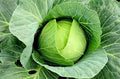 25+ Cabbage- Copenhagen Market Seeds, Heirloom, Non GMO Seed Tasty Healthy Veggie by CountryCreekAcres