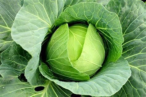 25+ Cabbage- Copenhagen Market Seeds, Heirloom, Non GMO Seed Tasty Healthy Veggie by CountryCreekAcres