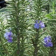 Tuscan Blue Rosemary Live Plant, Fragrant Herb, 3.5" Pot - Image 4