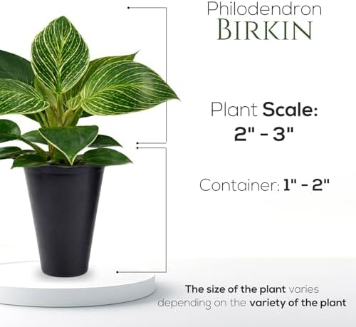 Philodendron Birkin Plant (4 Pack) Live Starter Plug Plants, Variegated Indoor Houseplants, Tropical Philodendron Plants Live, Easy Care Houseplants, White Striped Foliage Plants for Indoor Growing - Image 4