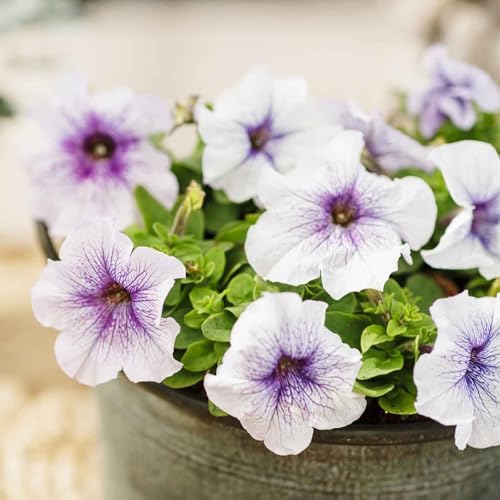 Eden Brothers Petunia Seeds - Silver Blue - Image 4