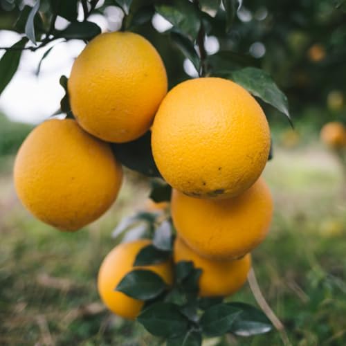 Navel Orange Tree Plant Live, Hardy Garden Plant, 1-2 Ft Tall, 1 Gallon Pot - Image 3