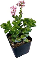 Live Succulent Cactus Plants from USKC (2" Pot) (Crassula Rupestris) by FOLIAGEMS