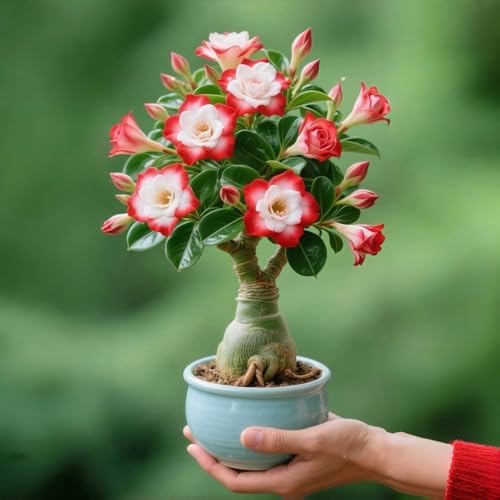 Desert Rose Seeds Mixed, Adenium Obesum, 80PCS Exotic Succulent Ornamental Flower Seeds, Drought Tolerant, for Home Garden, Balcony and Bonsai - Image 5