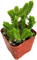 Live Succulent Cactus Plants (2" Pot Crassula Muscosa Watch Chain Plant) by USKC