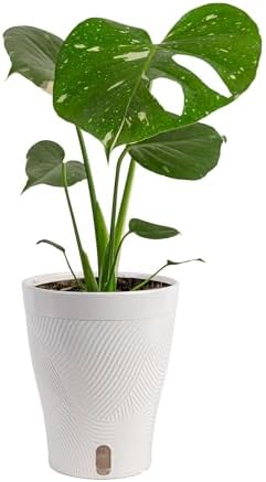 Costa Farms Thai Constellation Monstera, Live Indoor Plant, Tropical Plant by Unknown