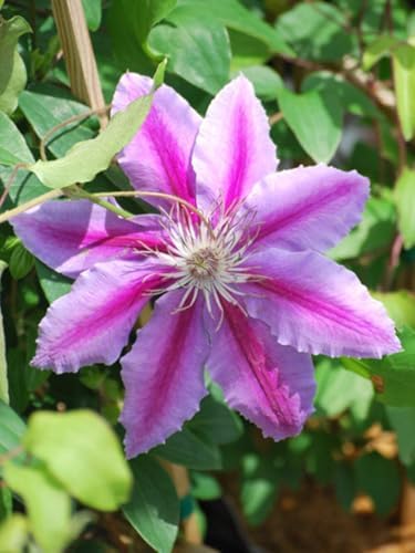 Perennial Farm Clematis 'Dr. Ruppel' Hybrid – Live Flowering Vine in 4 Quart Container, Large Rose-Pink Blooms with Deep Pink Stripes, Long Blooming, Ideal for Trellises, Arbors & Garden Fences - Image 2