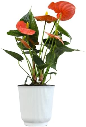 Orange Anthurium Live Plant Decor (Approx. 11-14" Tall), Real Flowers/House Plants in 4" White Pot, Floral Air Purifying Houseplants, Cool & Unique Gifts by Plants for Pets - Image 6
