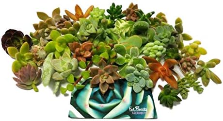 25 Mini Assorted Live Succulent Cuttings, No 2 Succulents Alike, Great for Terrariums, Miniature Gardens, and as Starter Plants. Live Succulents Plants for DIY Projects and Home Decor (25, Mini) by FatPlantsSanDiego