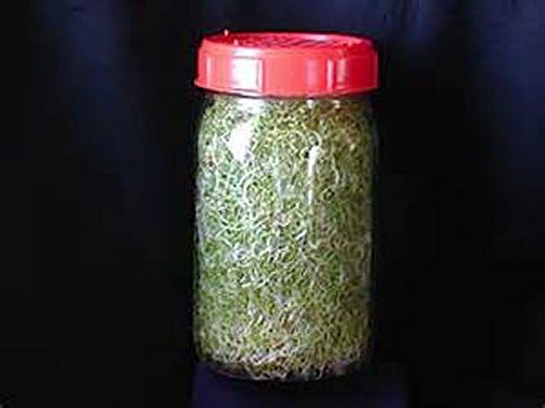 Non-GMO Broccoli Seeds for Sprouting Sprouts Microgreens (12oz of Pure Seed (60000+Seeds)). Country Creek LLC. Brand. - Image 4