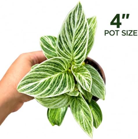 Philodendron Evian Live Plant - Fully Rooted Rare Variegated Houseplant - Image 2