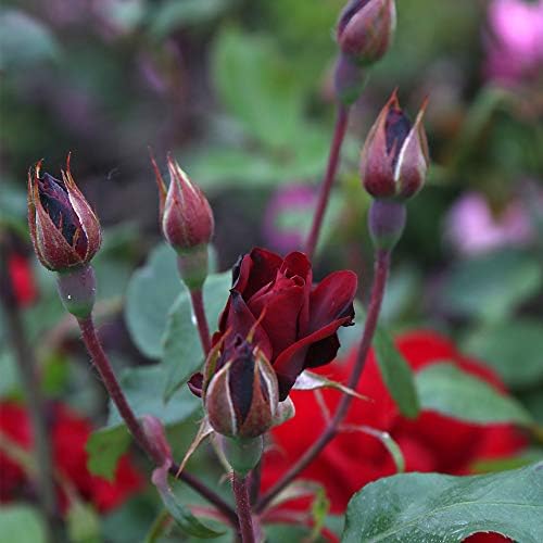 Heirloom Shrub Roses, Live Own Root Plant, Black Ice™ - Image 4
