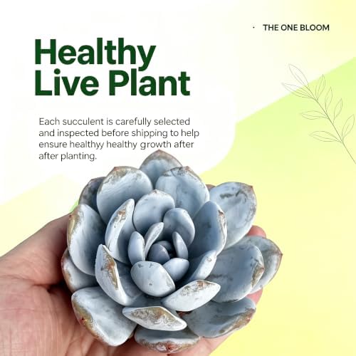 3 PCS Echeveria 'Laui' Live Succulent Plant 2-2.5", Bare Root Succulent, No Pot or Soil, Powdered Rosette Indoor Plant for Decorative Planters, Succulent Collections, Rock Gardens & Home Decor - Image 4