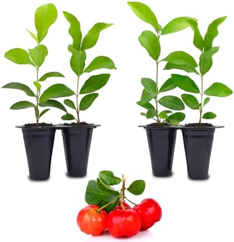 Barbados Cherry Tree (4 Pack) Live Plant for Sale | Easy to Grow Plants | Edible Fruit Plant for Sustainable Living | Grow Your Food on Your Edible Organic Garden by FamPlants