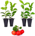 Barbados Cherry Tree (4 Pack) Live Plant for Sale | Easy to Grow Plants | Edible Fruit Plant for Sustainable Living | Grow Your Food on Your Edible Organic Garden by FamPlants