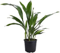 American Plant Exchange Cast Iron Plant – Live 6-Inch Potted Evergreen, Low-Maintenance Hardy Houseplant, Drought-Tolerant & Low-Light Indoor Plant for Home, Office & Shade Gardens by AmericanPlantExchange