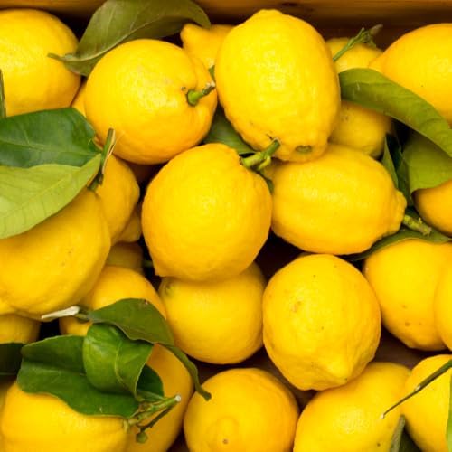 Meyer Lemon Tree Plant Live, Citrus Fruit Tree, 2 Ft Tall, 1 Gallon Pot - Image 5