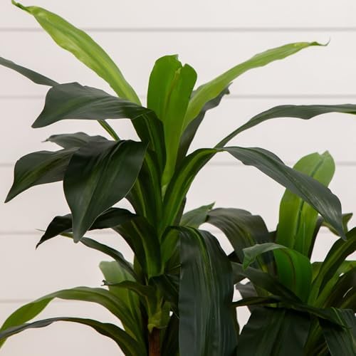 Nearly Natural 48 in Artificial Dracaena Real-Touch Plant with Pot - Image 6