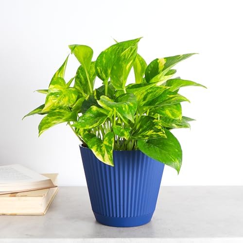 Live Golden Pothos, Indoor Vining Plant, Easy to Grow, 6" Pot - Image 2