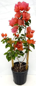 Orange 16" Bougainvillea by Unknown