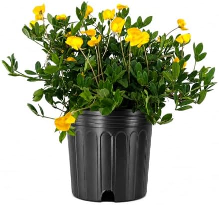 EcoTurf Perennial Peanut Grass | 1 Large Trade Gallon Size Plant | Arachis Glabrata | Live Ground Cover for Sustainable Landscaping, Drought-Tolerant by FloridaFoliage