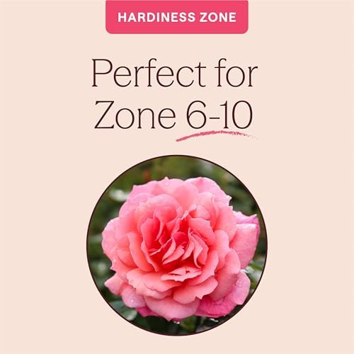 Heirloom Climbing Roses, Live Own Root Plant, Reach for the Skies - Image 5