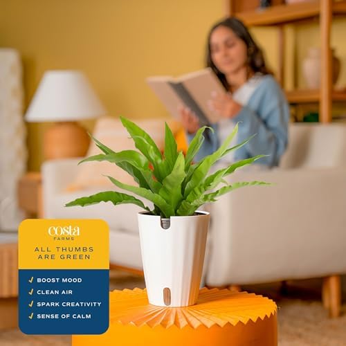 Costa Farms Bird's Nest Fern, Live Indoor Plant, Easy Care, Home Decor - Image 5
