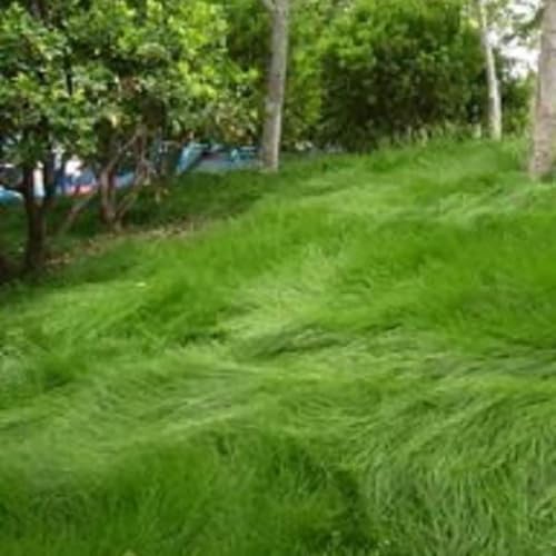 Creeping Red Fescue Lawn Grass Seeds, 1 Pound Pure Seeds by Seeds2Go - Image 3
