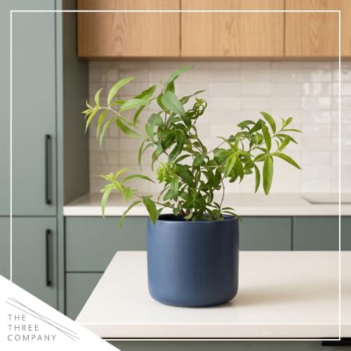 Herb - Lemon Verbena (4 Pack), Live Edible Herb, Herbal Tea, Lemon Aroma - Image 6