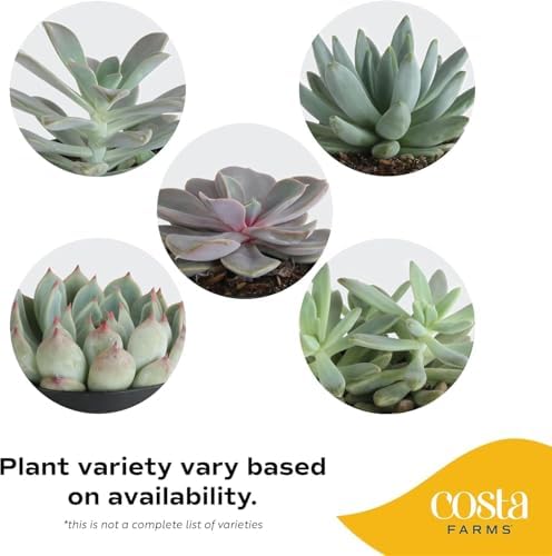 Costa Farms Succulents, Live Indoor Plant, Easy Care, Home Decor - Image 3