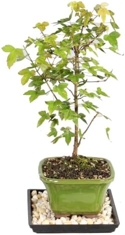 Brussel's Bonsai - Small Maple Live Bonsai Tree with Tray, Indoor Plant - Image 2