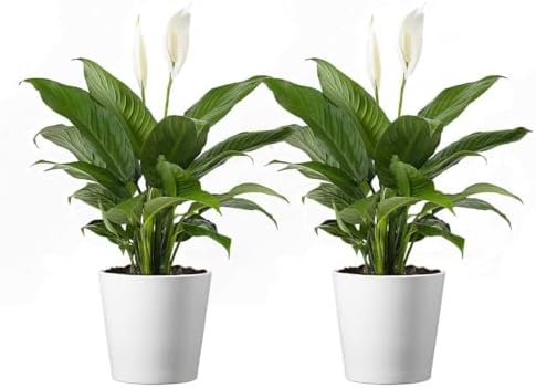 American Plant Exchange Peace Lily, Live Spathiphyllum Plants, Indoor Flowering Houseplants, 4-Inch Pots, 2 Pack, Pot Covers, Easy Care, Low Light, Perfect for Housewarming, Sympathy, or Party Gifts by AmericanPlantExchange