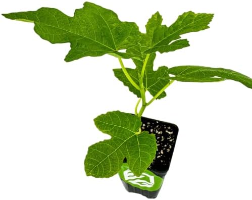 Celeste Fig Tree (1-Pack) Live Starter Plant by Wellspring Gardens by WellspringGardens