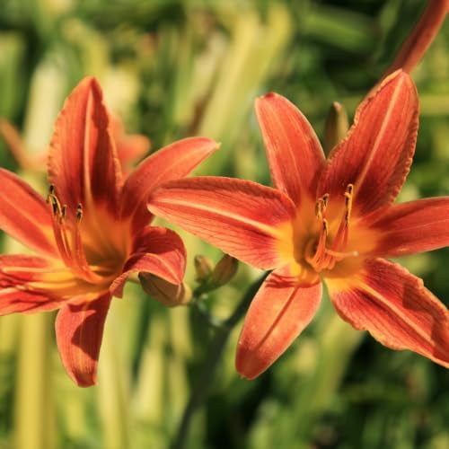10 Daylily Bare Roots for Planting, Fast Growing, Hardy Perennial Flowers, Ideal for Border Gardens, Beds & Outdoor Landscaping - Image 3